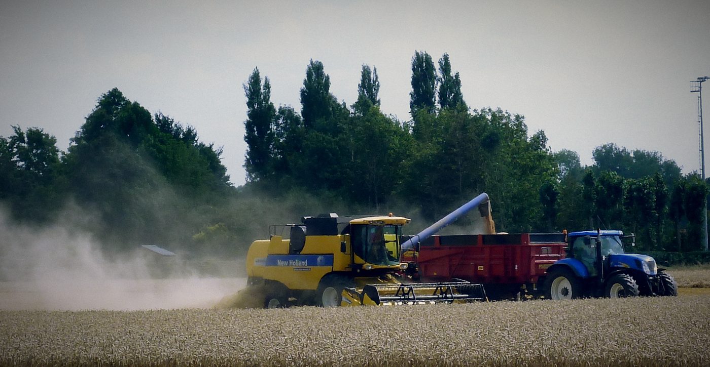 Kombajnë dhe traktor me rimorkio gjatë korrjes